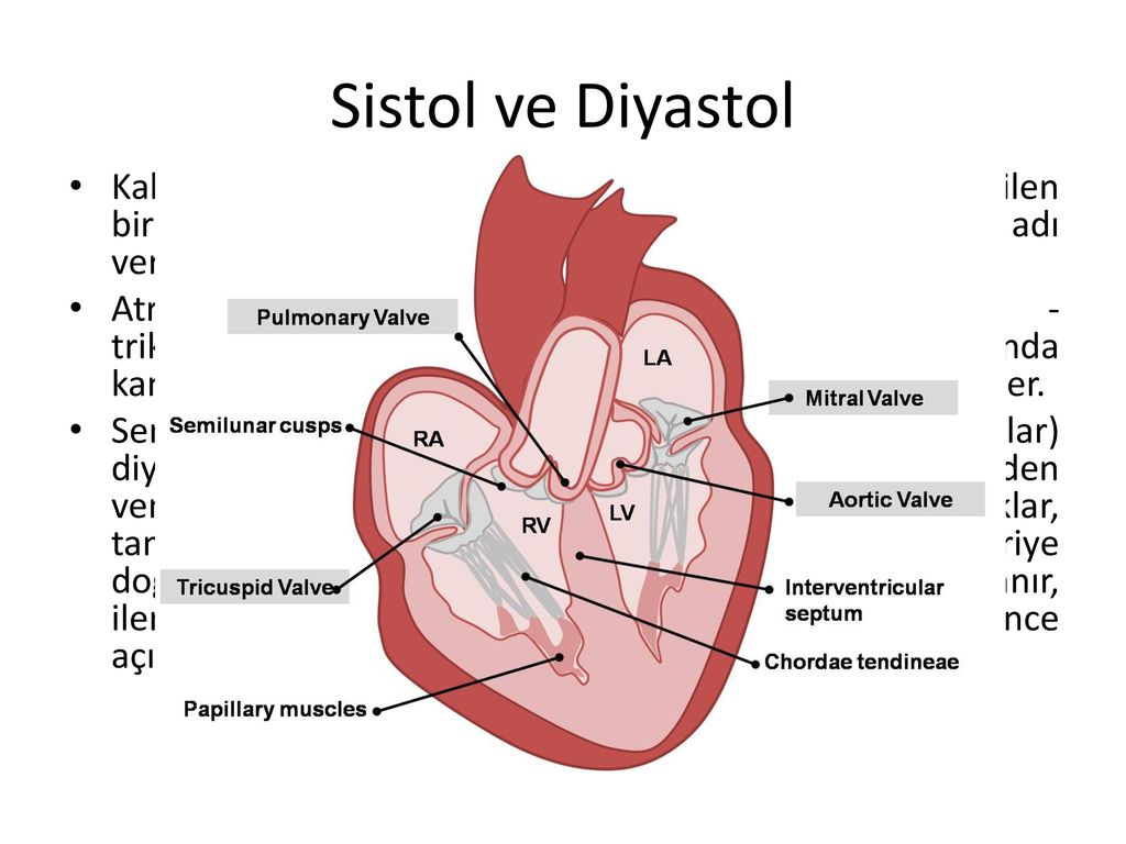 diyastol sistol kalp döngüsü)